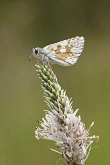 Safflower Skipper (Pyrgus carthami) adult, roosting on Hoary Plantain (Plantago media) flowerhead, Causse Mejean