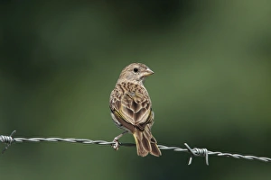 Barbed Prints: Saffron Finch (Sicalis flaveola) adult female