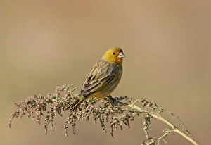 Buenos Aires Prints: Saffron Finch (Sicalis flaveola) adult male