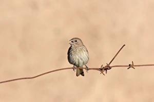 Barbed Prints: Saffron Finch (Sicalis flaveola) immature male