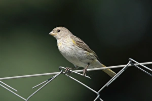 Saffron Finch (Sicalis flaveola) juvenile male, perched on wire fence, Costanera Sur Nature Reserve, Buenos Aires Province, Argentina, february
