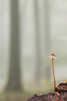 Challock Prints: Saffrondrop Bonnet (Mycena crocata) fruiting body