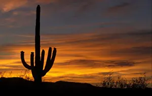 Cacti Prints: Sagauro Cactus (Carnegiea gigantea) At sunrise / Arizona