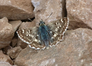 Iberia Prints: Sage Skipper (Muschampia proto) adult male, sunning on stony ground, Andalucia, Spain, May