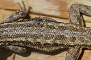 Utah Prints: Sagebrush Lizard, male, Utah America