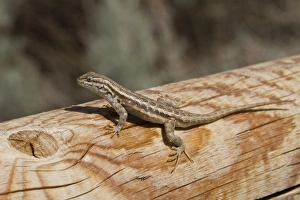 Sagebrush Lizard, male, Utah America