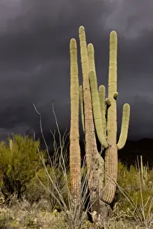 Cacti Prints: Saguaro Cacti (Carnegiea gigantea) growing in desert with approaching stormclouds
