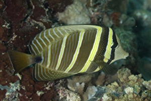 Sipadan Prints: Sailfin Tang (Zebrasoma veliferum) adult