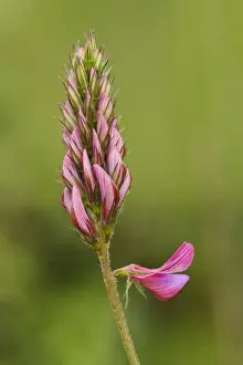 Sainfoin (Onobrychis viciifolia) close-up of flowerspike, Ivinghoe Beacon, Chiltern Hills, Buckinghamshire, England