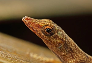 Lesser Antilles Prints: Saint Lucia Anole (Anolis luciae) brown form