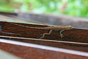 Saint Lucia Anole (Anolis luciae) brown form, adult, resting on wooden railing, Fond Doux Plantation, St