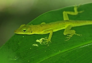 Lesser Antilles Prints: Saint Lucia Anole (Anolis luciae) green form