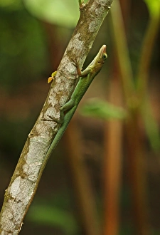 Saint Lucia Anole (Anolis luciae) green form, adult, clinging to branch, Fond Doux Plantation, St