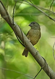 Saint Lucia Black Finch (Melanospiza richardsoni) adult female, perched on branch, Praslin, St