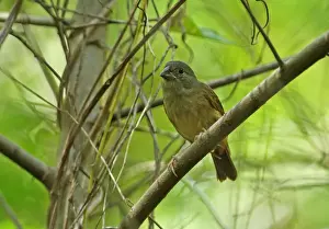 Saint Lucia Black Finch (Melanospiza richardsoni) adult female, perched on branch, Praslin, St