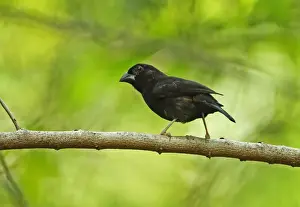 Saint Lucia Prints: Saint Lucia Black Finch (Melanospiza richardsoni) adult male