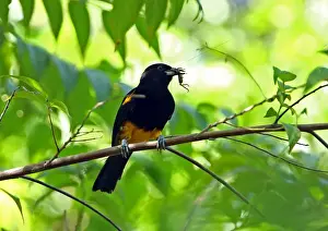 Saint Lucia Prints: Saint Lucia Oriole (Icterus laudabilis) adult female