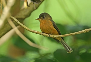 Saint Lucia Prints: Saint Lucia Pewee (Contopus oberi) adult, perched on twig, Fond Doux Plantation, St