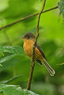 Saint Lucia Pewee (Contopus oberi) adult, perched on twig, Fond Doux Plantation, St