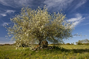 Rosaceae Prints: Saint Lucie Cherry (Prunus mahaleb) habit, flowering, Cevennes, France, May
