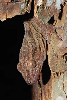 Sakalava Velvet Gecko (Blaesodactylus sakalava) adult, close-up of head, sheltering inside decaying log in spiny forest, Zombitse N. P. Southern Madagascar, august