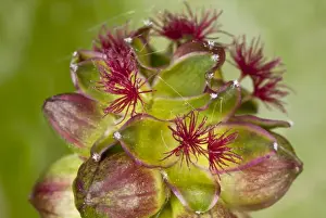 Details Prints: Salad Burnet (Sanguisorba minor) close-up of flowerhead