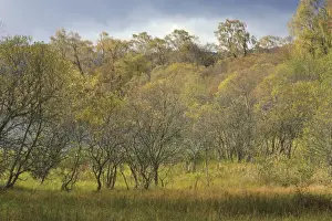 Damp Prints: Sallow (Salix sp. ) trees in marshy ground beside freshwater loch