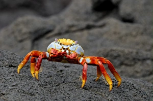 Decapoda Prints: Sally Lightfoot Crab (Grapsus grapsus) adult