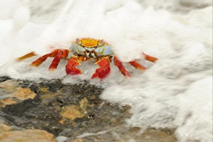 Sally Lightfoot Crab (Grapsus grapsus) adult, standing on rock with wave flowing over, Galapagos Islands