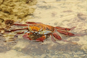 Sally Lightfoot Crab (Grapsus grapsus) adult, resting in shallow water, Galapagos Islands