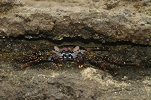 Sheltering Prints: Sally Lightfoot Crab (Grapsus grapsus) juvenile, hiding in rock crevice, Galapagos Islands
