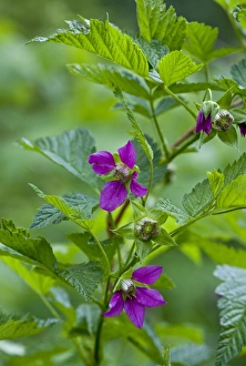 Oregon Prints: Salmonberry (Rubus spectabilis) flowering, Cascade Mountains, Oregon, U. S. A. july