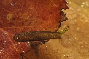 Protects Prints: Salt-and-pepper Microcaddisfly (Agraylea multipunctata) larva