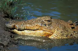 Crocodiles Prints: Salt-water Crocodile (Crocodylus porosus) Close-up of head resting at edge of river / Australia