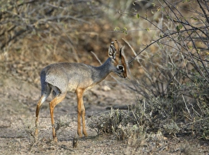 Horn Of Africa Prints: Salt's Dik-dik (Madoqua saltiana) adult male