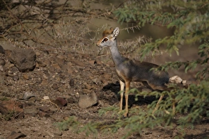 Salt's Dik-dik (Madoqua saltiana) adult male, standing in scrub, Awash Region, Ethiopia