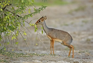 Salt's Dik-dik (Madoqua saltiana) adult male, feeding, browsing on leaves, Awash Region, Ethiopia
