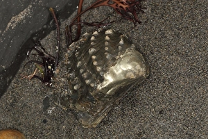 Saltwater Clam (Myophorella sp. ) shell fossil, Kimmeridge Bay, Isle of Purbeck, Dorset, England, October
