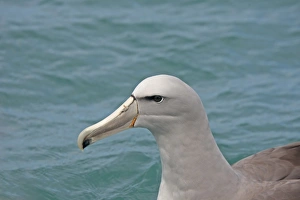 Albatrosses Prints: Salvin's Albatross (Thalassarche salvini) adult