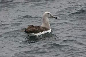Albatrosses Prints: Salvin's Albatross (Thalassarche salvini) immature