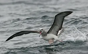 Salvin's Albatross (Thalassarche salvini) immature, taking off from sea, off Quintero, Chile, november