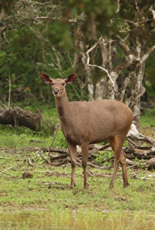 Yala Prints: Sambar (Cervus unicolor) adult female