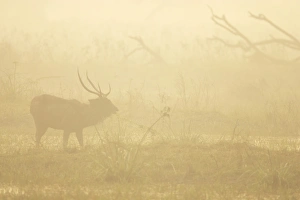 Rajasthan Prints: Sambar (Cervus unicolor) adult male