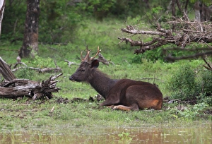 Laying Prints: Sambar (Cervus unicolor) immature male