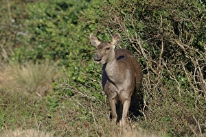 Sri Lanka Prints: Sambar (Rusa unicolor) adult female