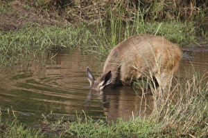Sambar (Rusa unicolor) adult female, with head submerged in pool, feeding on aquatic vegetation, Kanha N. P. Madhya Pradesh, India