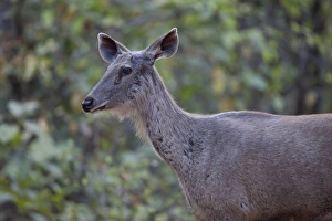 Sambar (Rusa unicolor) adult female, close-up of head and neck, Kanha N. P. Madhya Pradesh, India