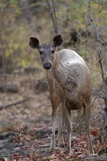 Sambar (Rusa unicolor) adult female, standing in forest, Bandhavgarh N. P. Madhya Pradesh, India