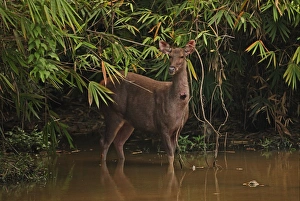 Sambar (Rusa unicolor) adult female, with fly infested wound on throat, standing at edge of forest waterhole, Kaeng Krachan N. P. Thailand, november
