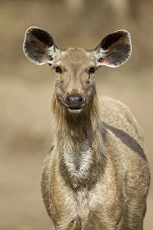 Sambar (Rusa unicolor) adult female, close-up of head and neck, Ranthambore N. P. Rajasthan, India, March